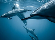 开云体育APP-官方：小孔塞桑战罗马的凌空抽射破门当选意甲3月最佳进球